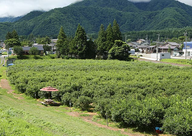 ブルーベリー園