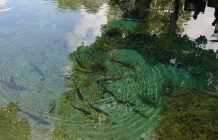 魚釣り体験